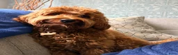 Cavapoo dogs for stud: Cavapoo male for stud only  in Hinckley - Advert 7