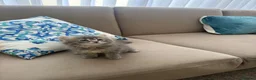 Ragdoll cats for sale: Ragdoll kitten  in London - Advert 22