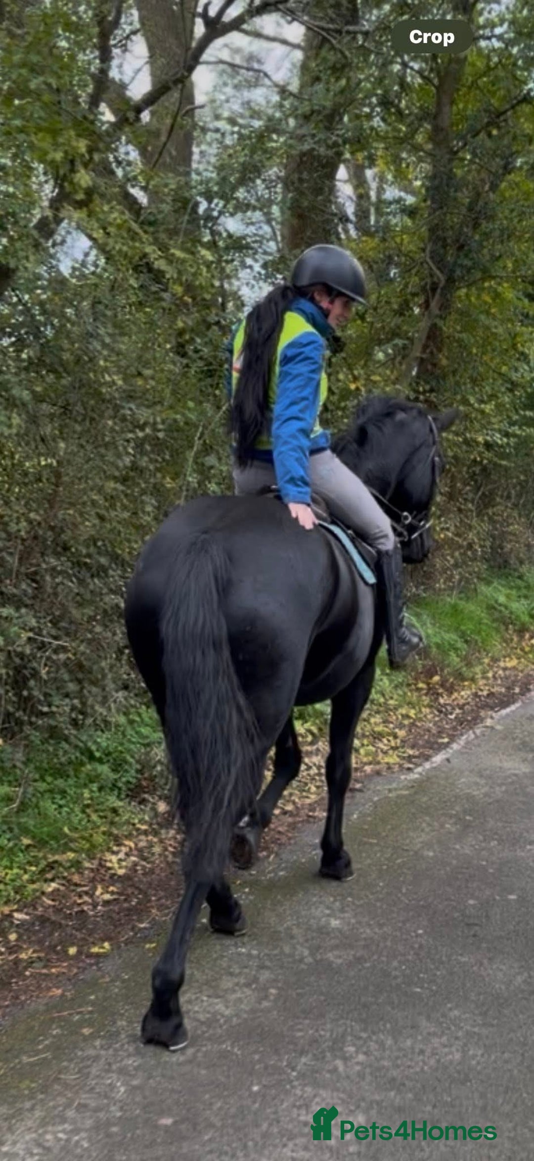 Hanoverian horses for sale: Ride And Drive Black Beauty - Advert 8