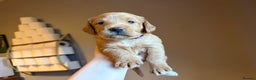 Labradoodle dogs for sale: Fox Red F1 Miniature Labradoodles  - Advert 34
