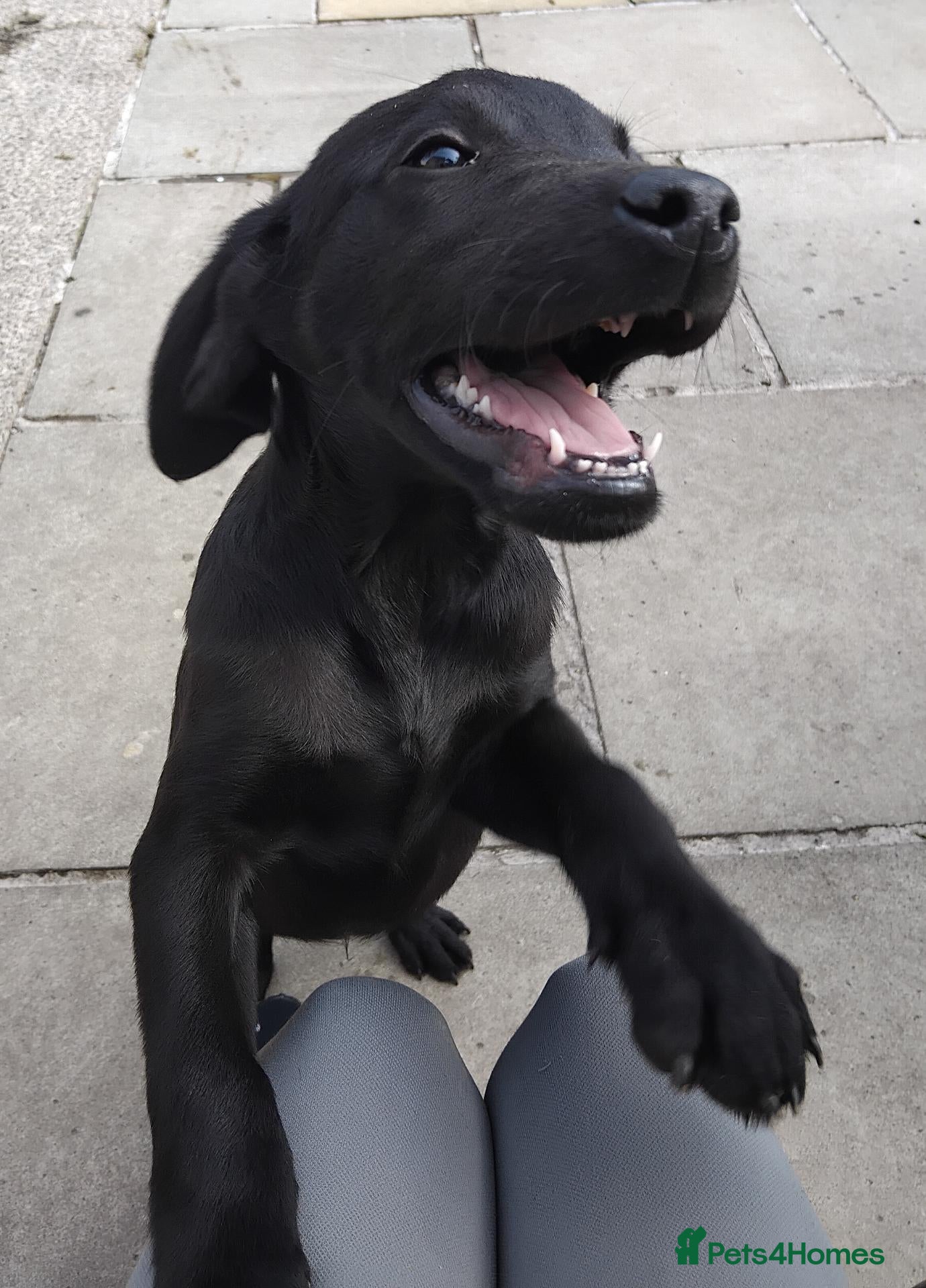 Labrador Retriever dogs 5 Beautiful labrador puppies (Male) - Advert 1