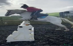 Connemara horses for sale: Abros 🫶🏻🥕 - Image 10