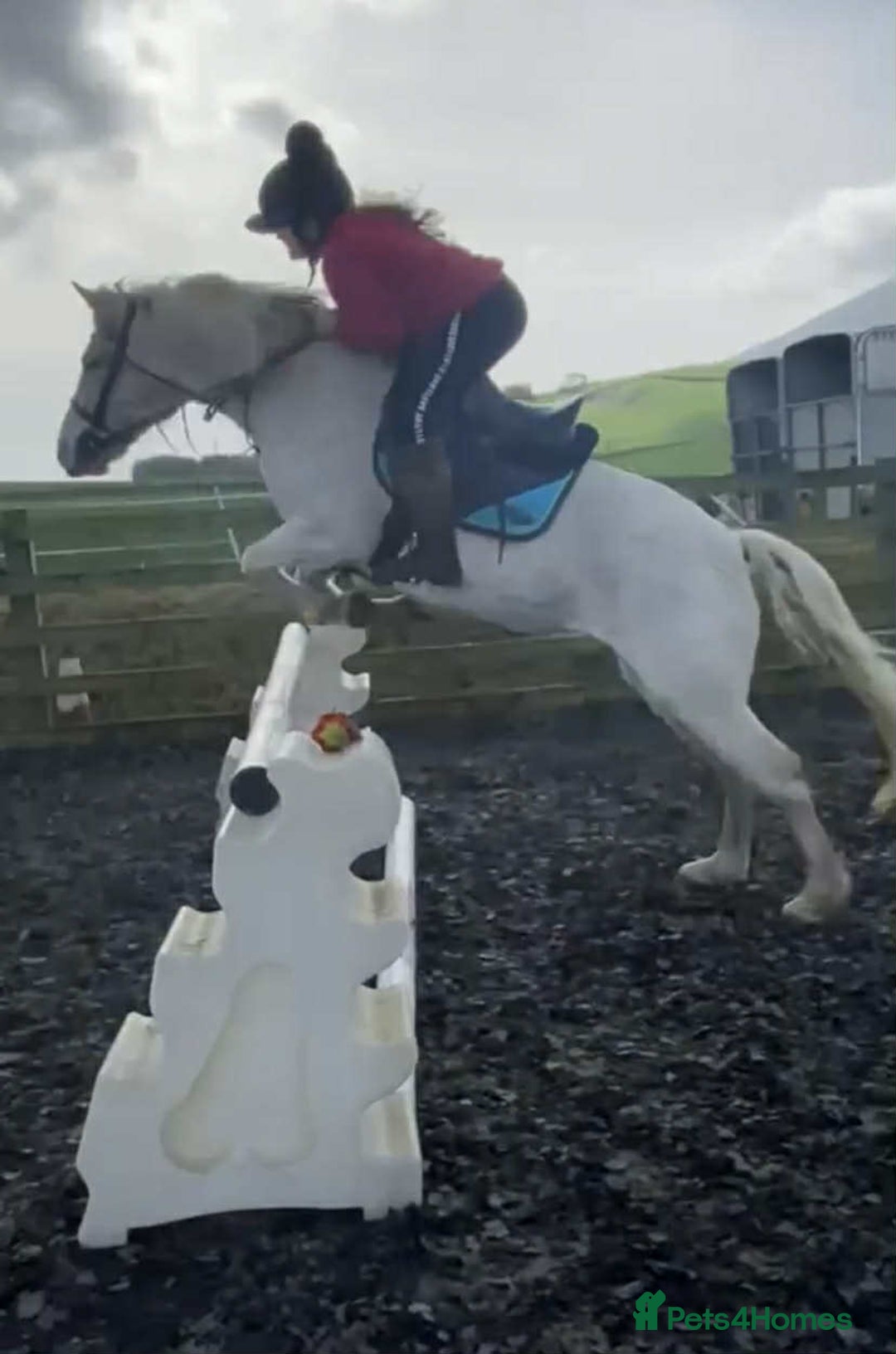 Connemara horses for sale: Abros 🫶🏻🥕 - Image 10