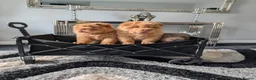 Shar Pei dogs for sale: Stunning Rare Shar Pei (Bear Coat) READY NOW - Advert 4