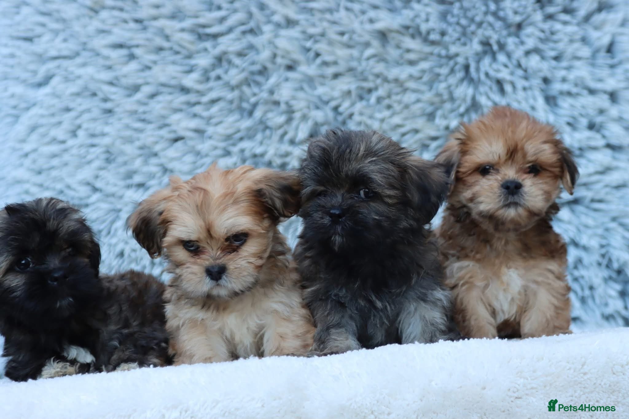 Lhasa Apso dogs READY NOW 4 beautiful male lhasa Apso puppies  - Advert 2
