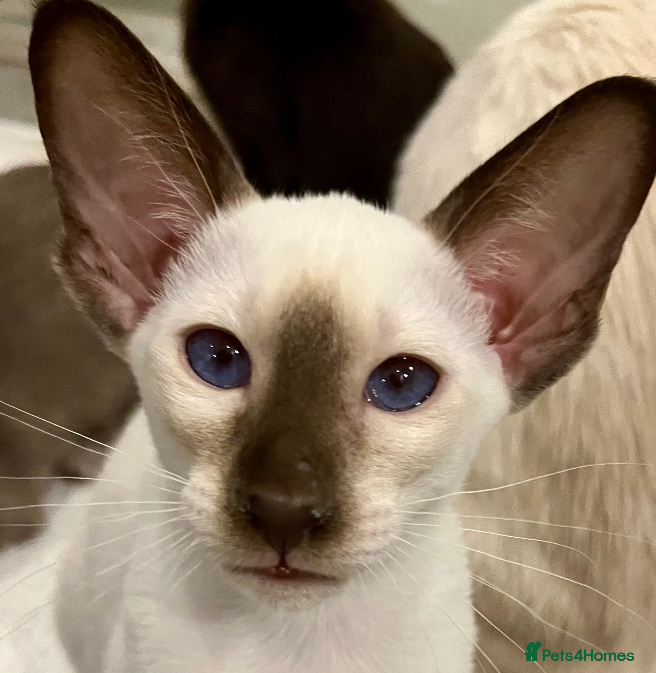 Siamese cats Supreme Pedigree Siamese kittens GCCF registered  - Advert 2