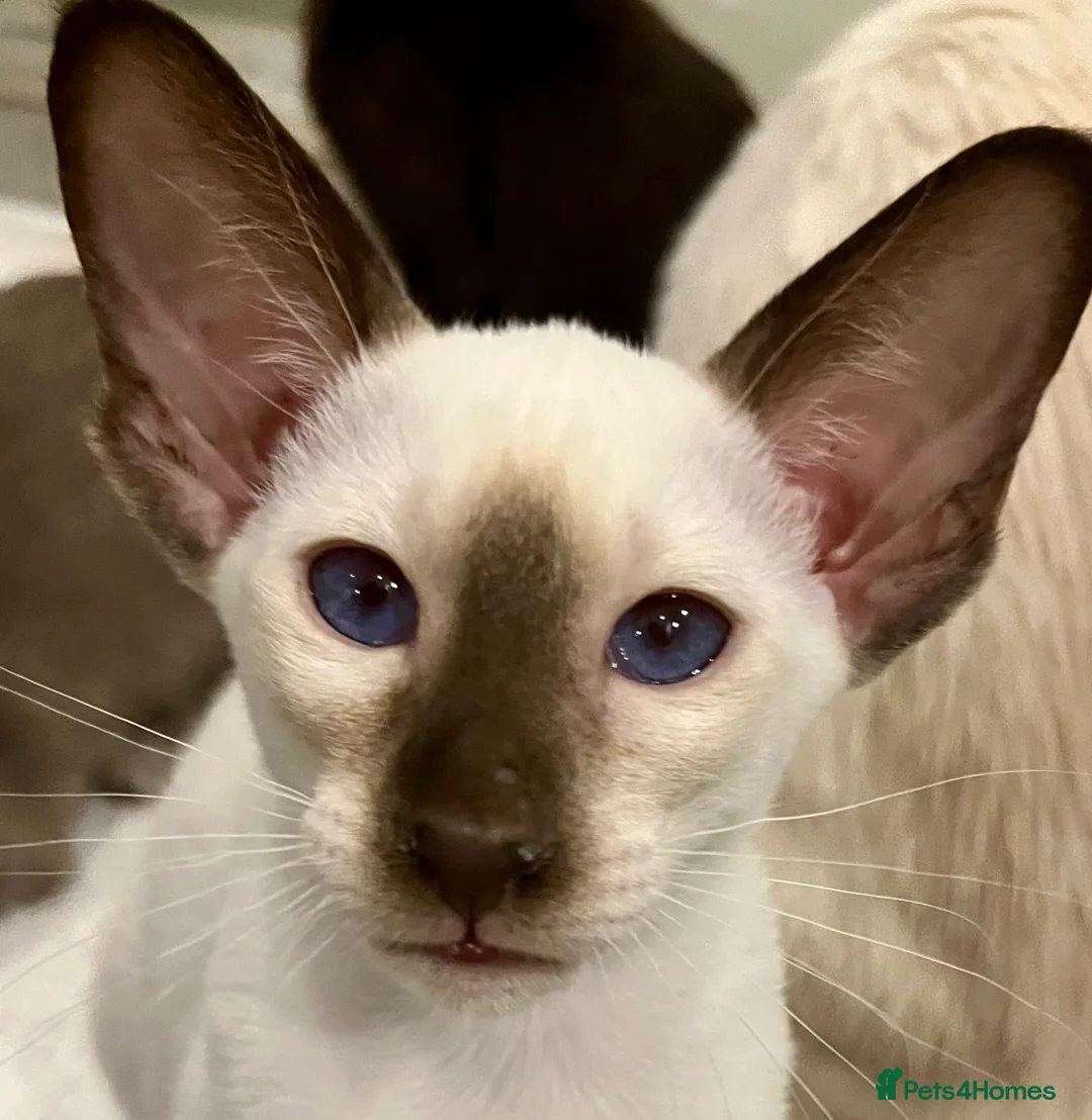Siamese cats for sale: Supreme Pedigree Siamese kittens GCCF registered  - Advert 1