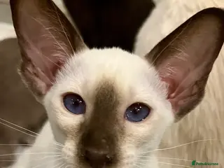 Siamese cats Supreme Pedigree Siamese kittens GCCF registered - Advert 1