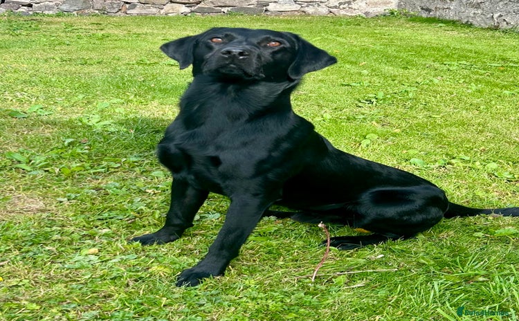 Labrador Retriever dogs - Advert 8