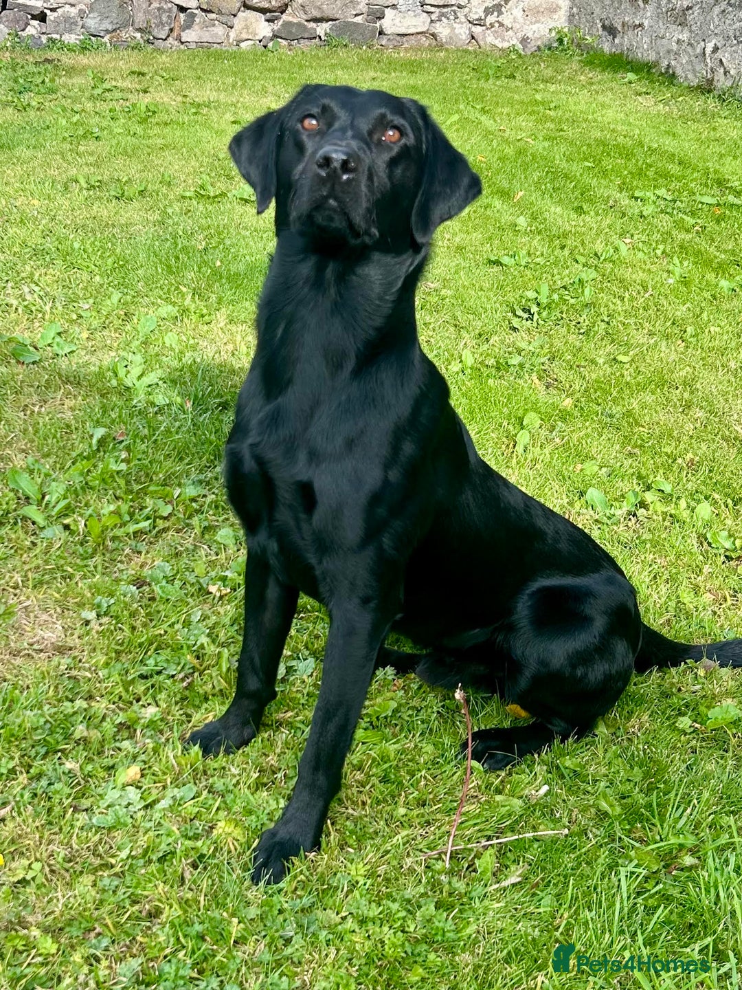 Labrador Retriever dogs for sale: Labrador Pups  - Image 1
