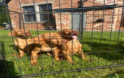 Hungarian Vizsla dogs for sale: 🐾KC Registered Hungarian Vizsla puppies🐾 - Image 1