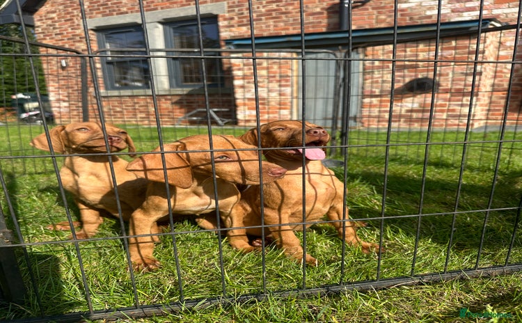 Hungarian Vizsla dogs - Advert 8
