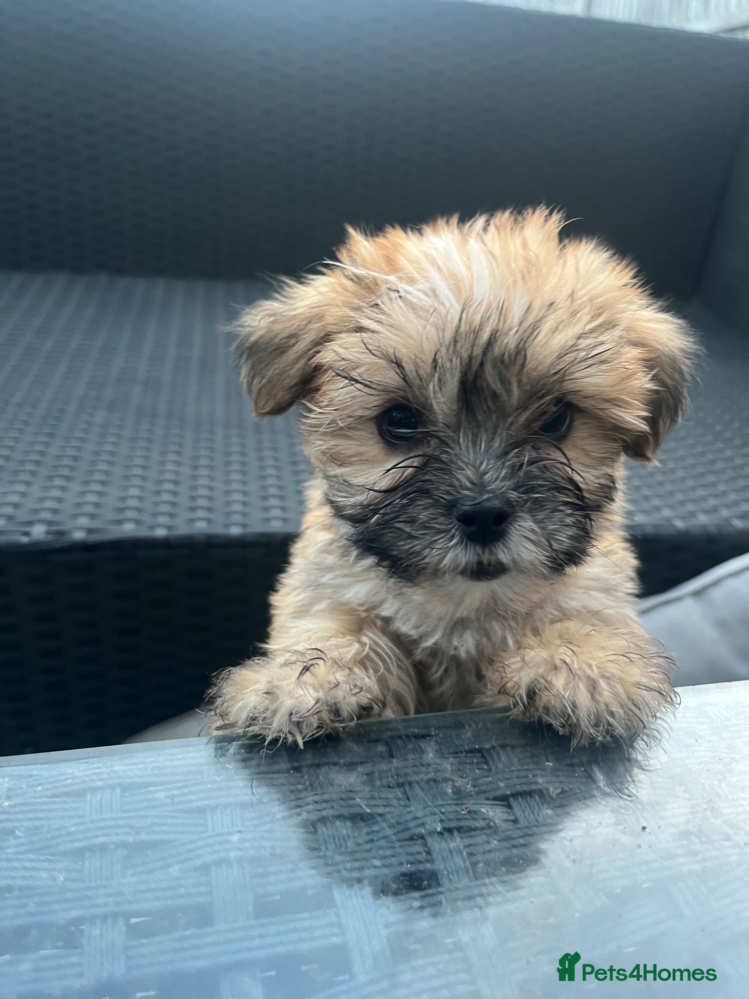 Mixed Breed dogs Fluffy Toy Korean morkie puppies  8weeks - Advert 14
