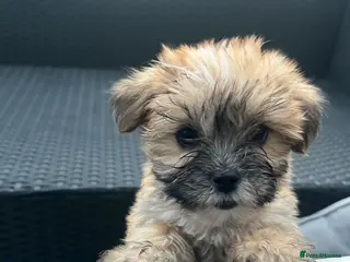 Mixed Breed dogs READY TO LEAVE Toy Korean morkie puppies 8weeks - Advert 3