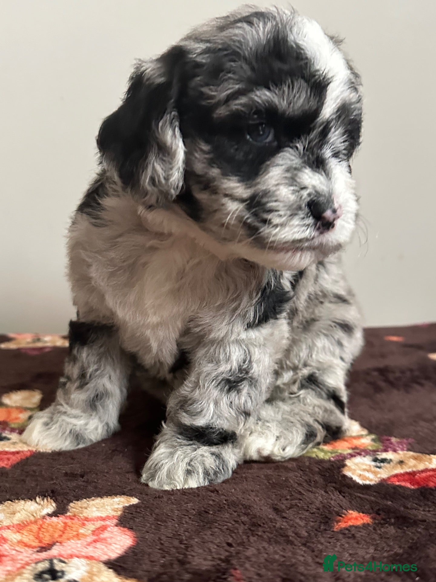 Sheepadoodle dogs Unique mini sheepadoodle mix - Advert 5