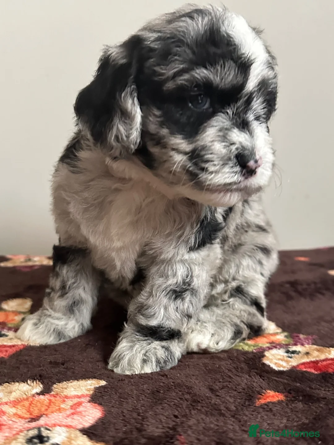 Sheepadoodle dogs for sale: Unique mini sheepadoodle mix - Advert 1