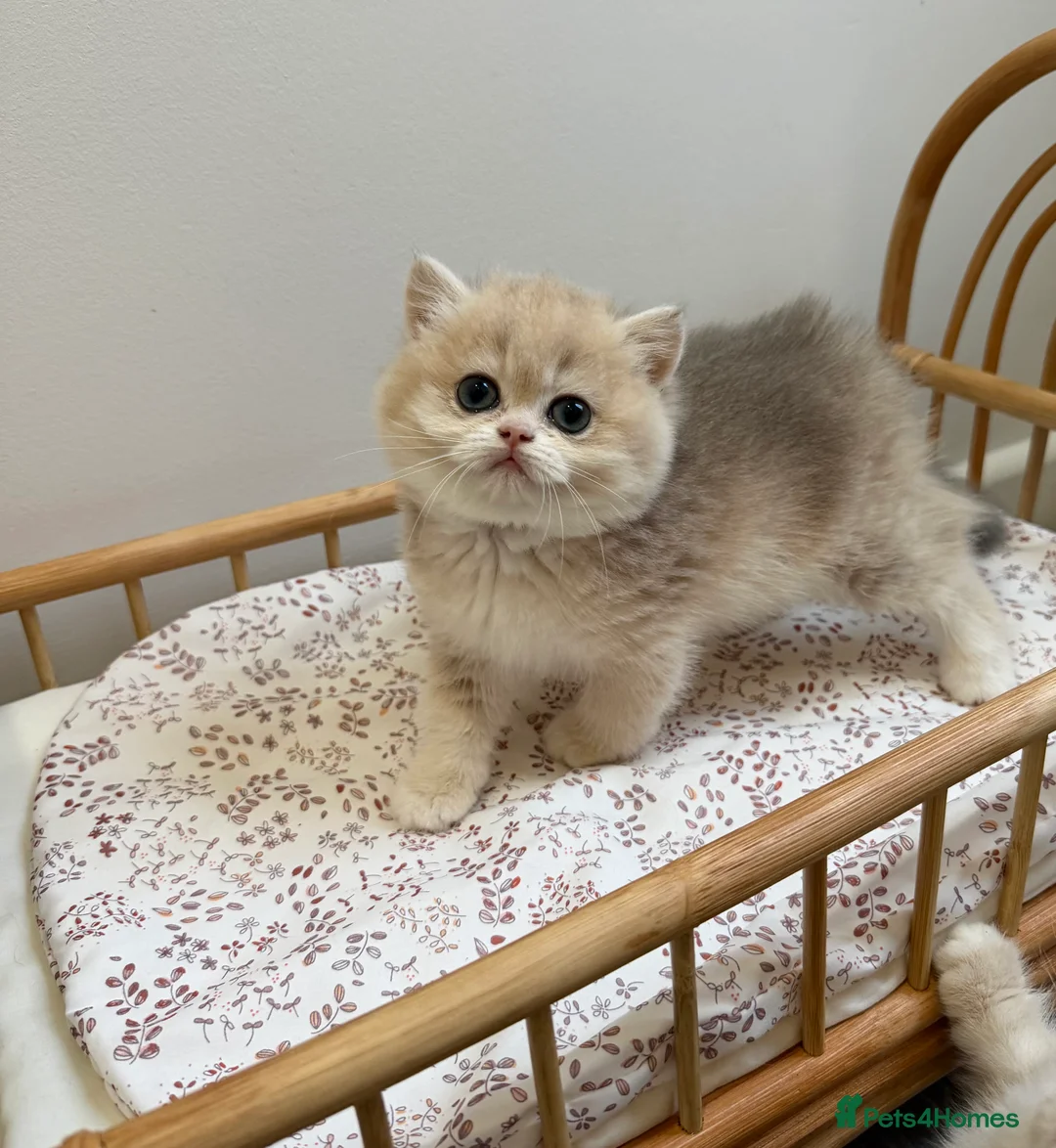 British Shorthair cats for sale: Golden Blue British Shorthair kittens - Advert 34