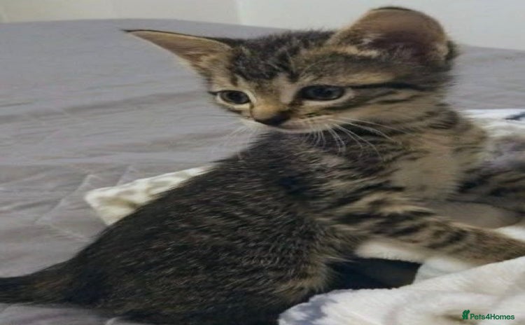 Mixed Breed cats - Advert 7