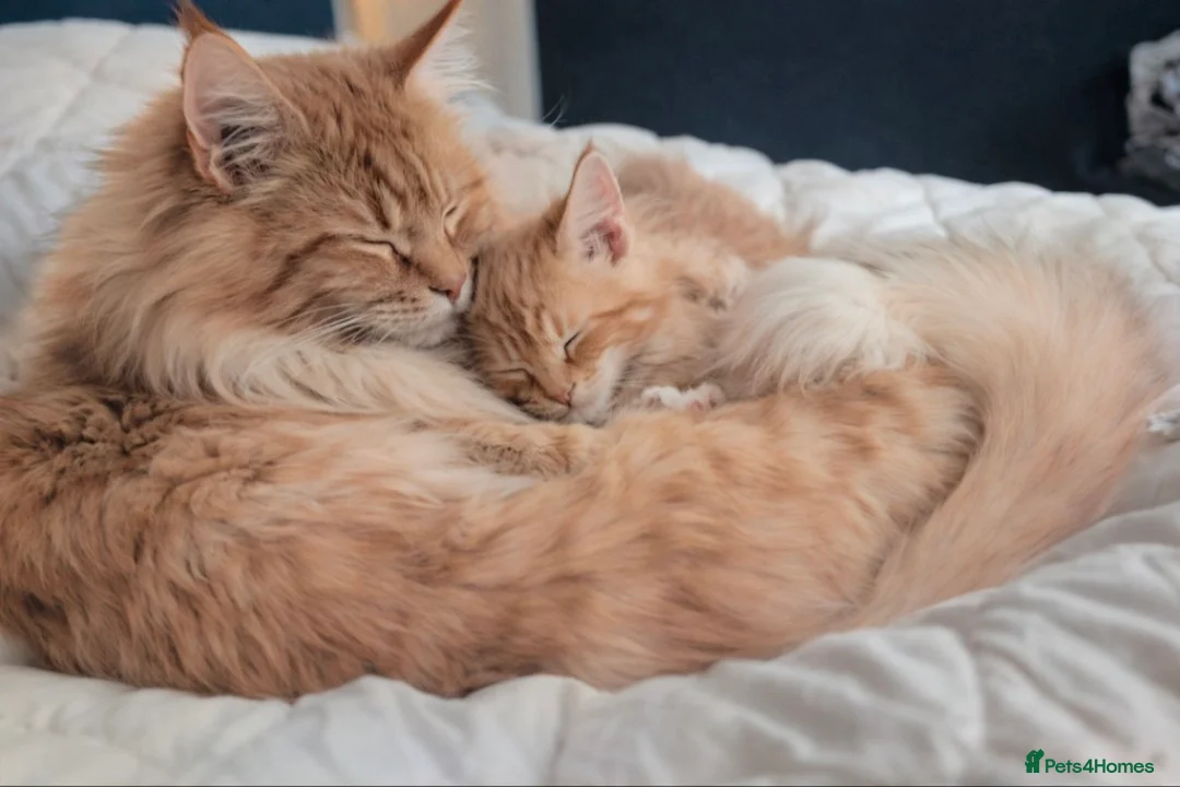 Maine Coon cats for sale: ✨ Stunning Maine Coon Kittens Ready Now ✨ - Advert 9