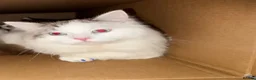 Ragdoll cats for sale: Ragdoll Kittens Ready Now – Birmingham - Advert 9