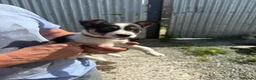 Mixed Breed dogs for sale: Lovely Border Collie x Australian Kelpie Pups   in Llanrwst - Advert 8