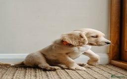 Cocker Spaniel dogs for sale: REDUCED, 2 LEFT. READY NOW! Cocker Spaniel mix - Image 22
