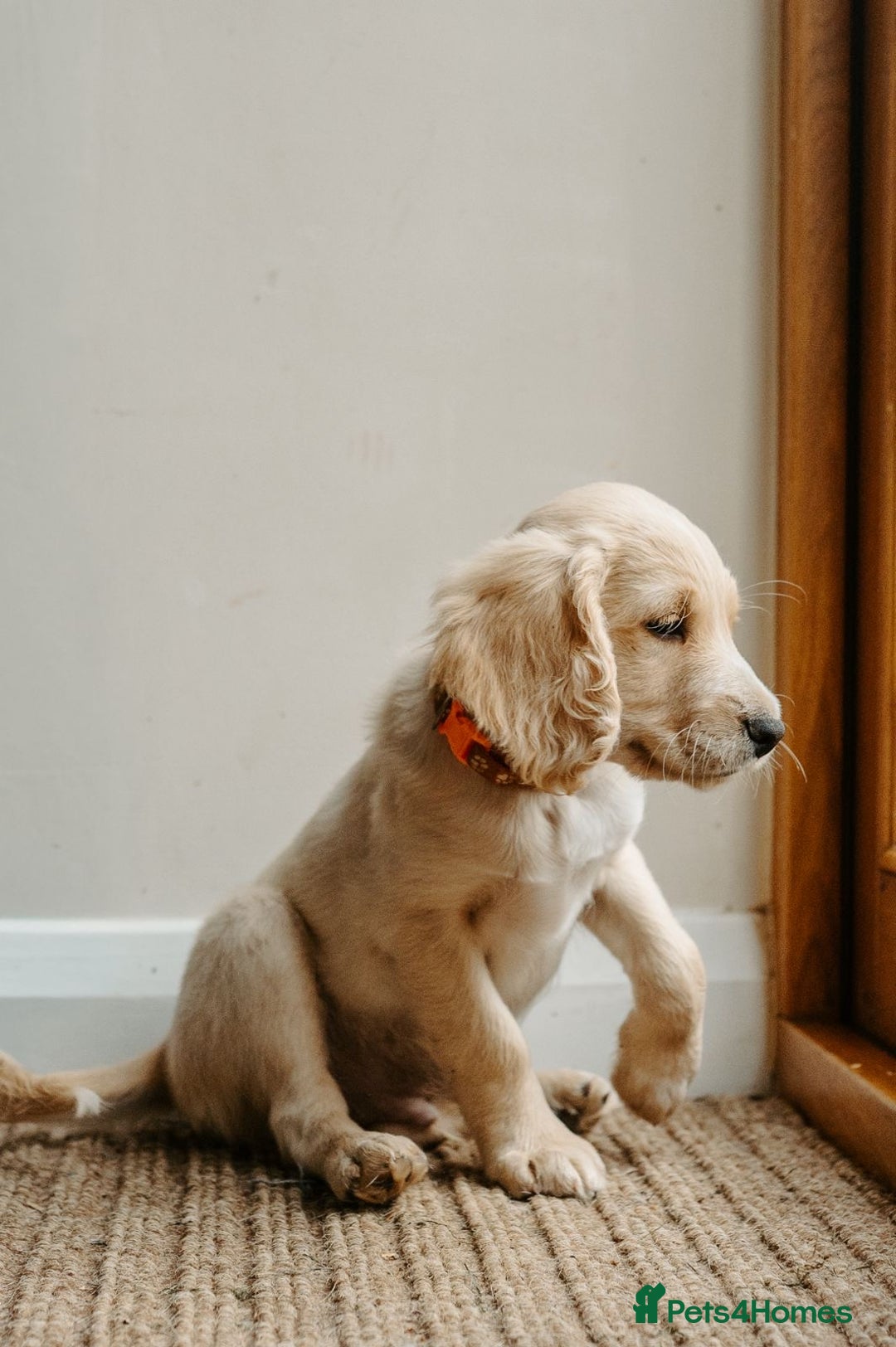 Cocker Spaniel dogs for sale: REDUCED, 2 LEFT. READY NOW! Cocker Spaniel mix - Image 22