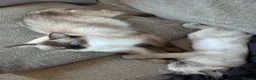 Ragdoll cats for sale: Individually gorgeous ragdoll babies 💖💖💖 - Advert 22