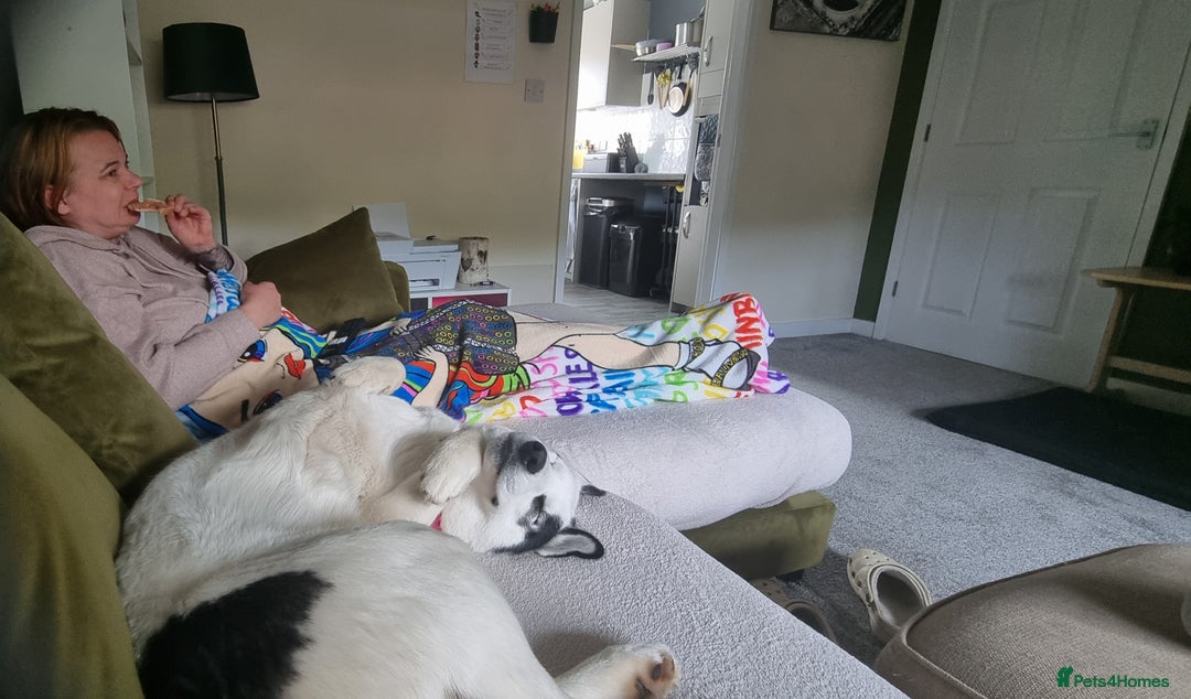 Mixed Breed dogs for sale: Dalsky looking for forever home - Image 19