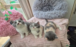 British Shorthair cats for sale: GCCF reg with champions in pedigree - Image 13