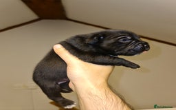 Staffordshire Bull Terrier dogs for sale: Adorable champion bred black staffys puppy's  - Image 1