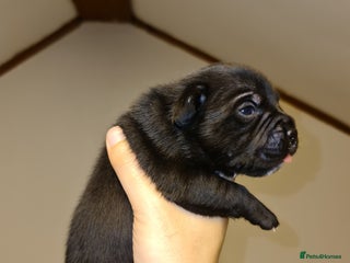 Staffordshire Bull Terrier dogs - Advert 10