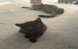 Domestic Shorthair cats for sale: 3 females - Image 8