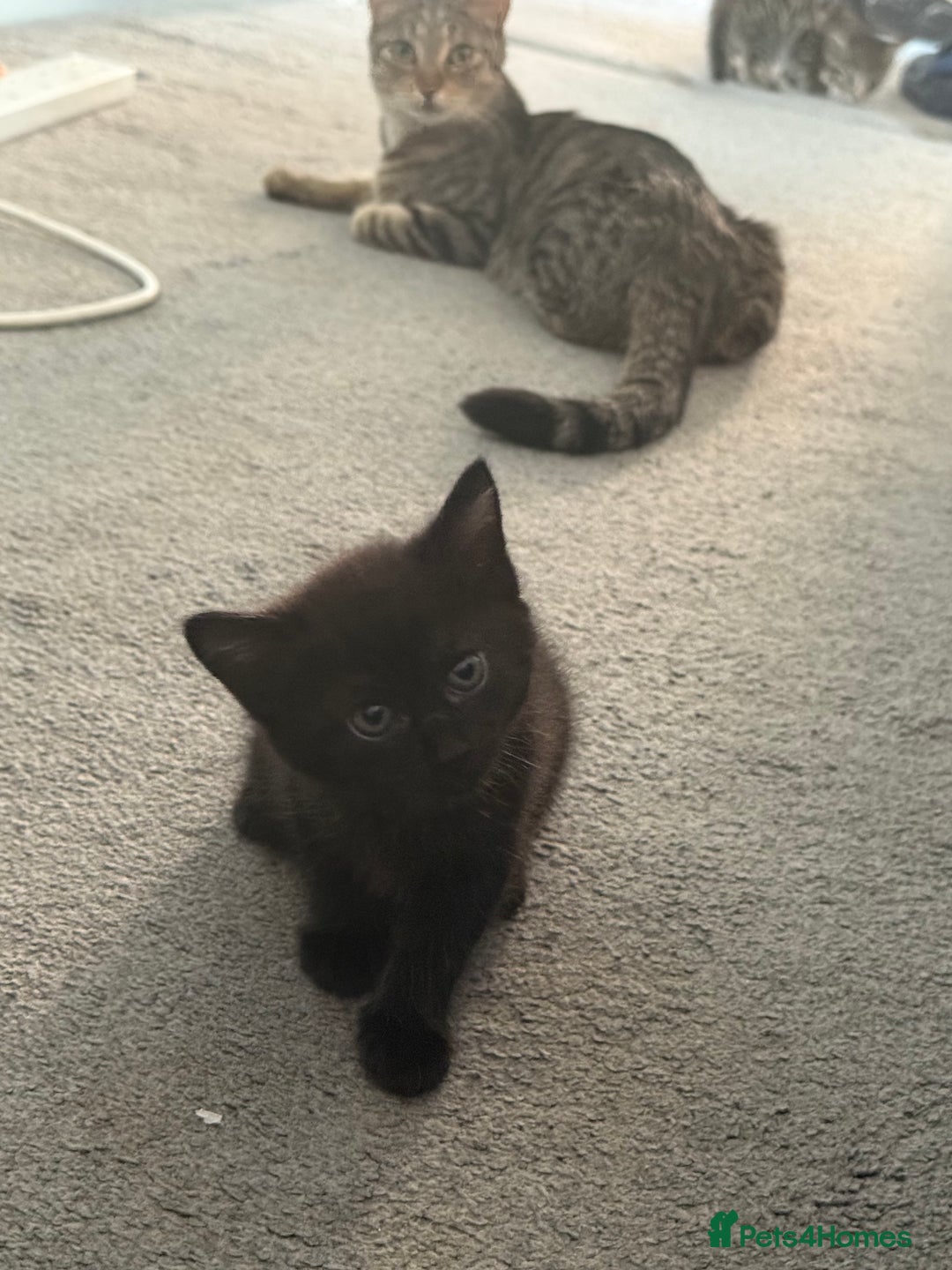 Domestic Shorthair cats for sale: 3 females - Image 8