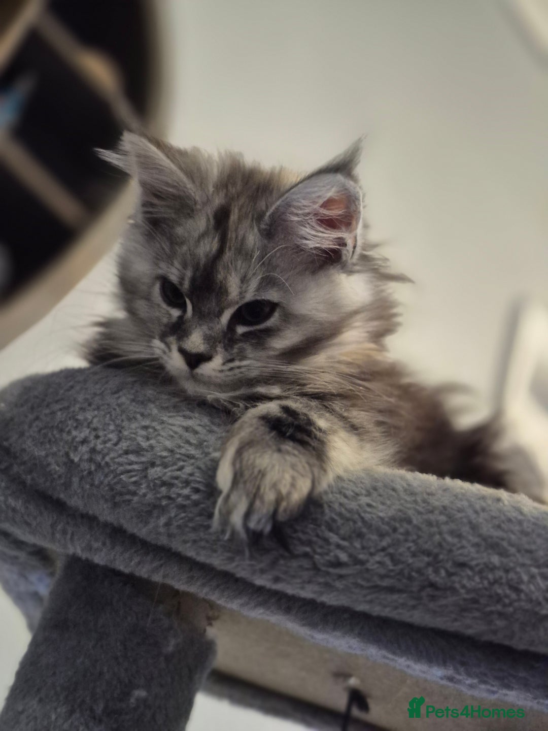 Maine Coon cats for sale: Beautiful kittens available  in January  - Advert 5