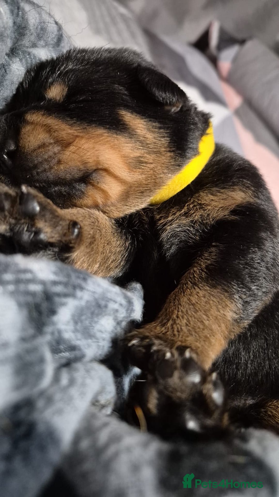 Rottweiler dogs for sale: 4 beautiful rottweiler puppies - Advert 11