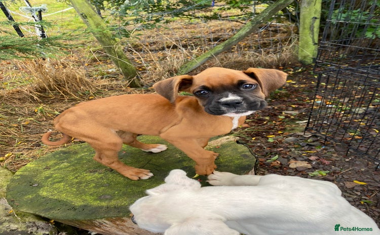Boxer dogs - Advert 4