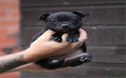 Staffordshire Bull Terrier dogs for sale: 9 Beautiful Black & Blue pups  - Image 5