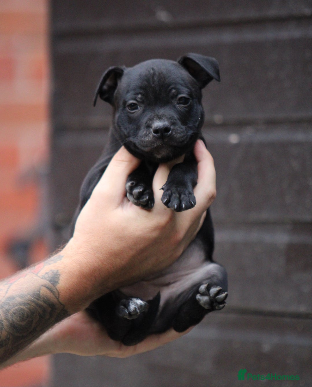 Staffordshire Bull Terrier dogs for sale: 9 Beautiful Black & Blue pups  - Image 5