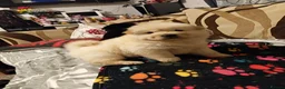 Chow Chow dogs for sale: Chow chow in Dudley - Advert 11