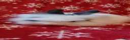 Lionhead rabbits for sale: READY Loinhead babys 1buck 1 doe left - Advert 12