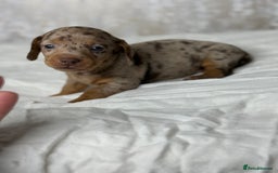 Miniature Dachshund dogs for sale: quality minature dachshunds (ready 14th october) - Image 19