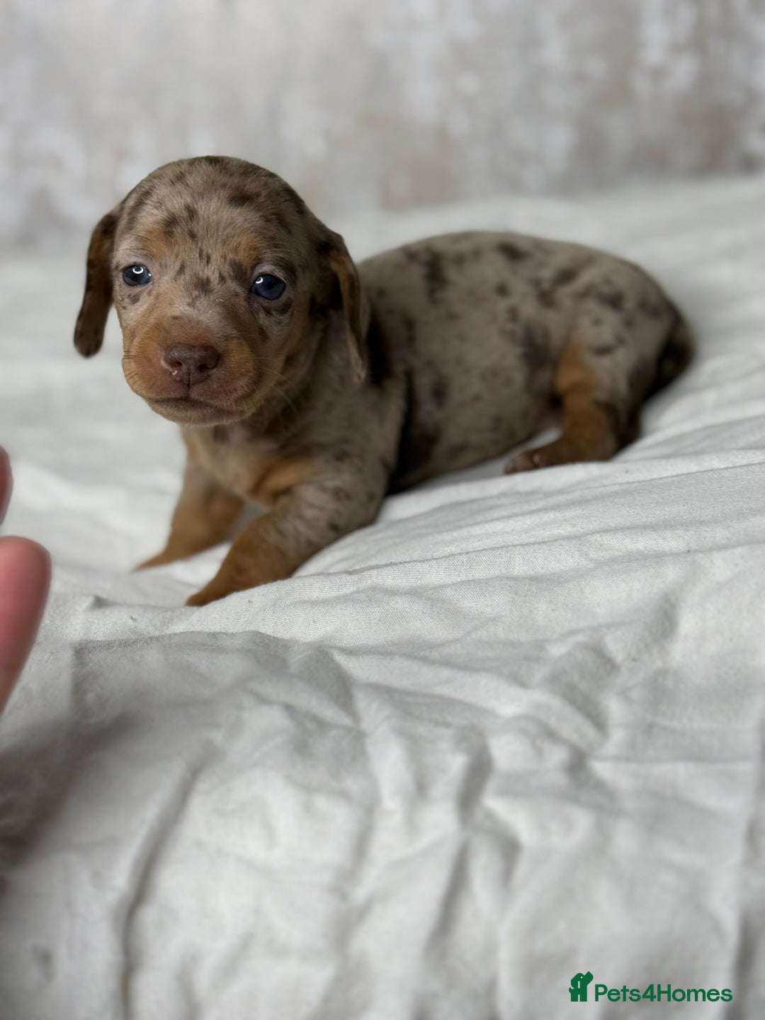 Miniature Dachshund dogs for sale: quality minature dachshunds (ready 14th october) - Image 19