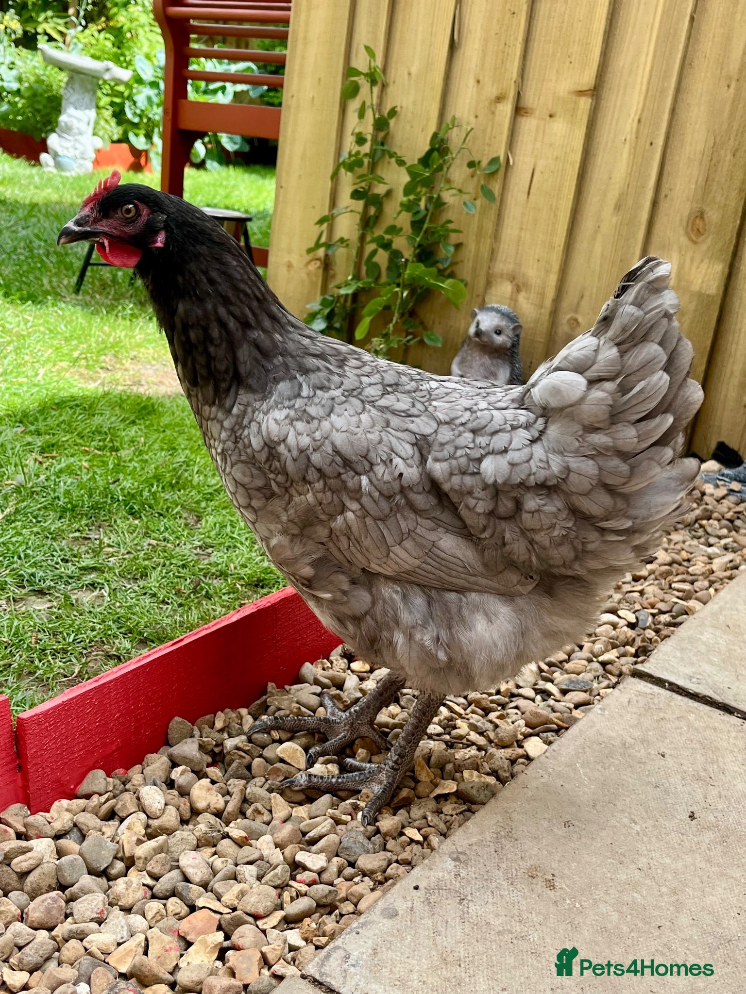 Chickens poultry Bluebell Hen  - Advert 1