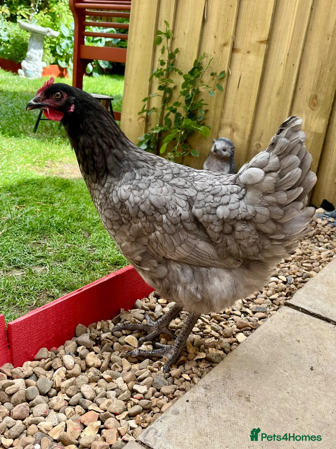 Chickens poultry for sale: Bluebell Hen  - Advert 1