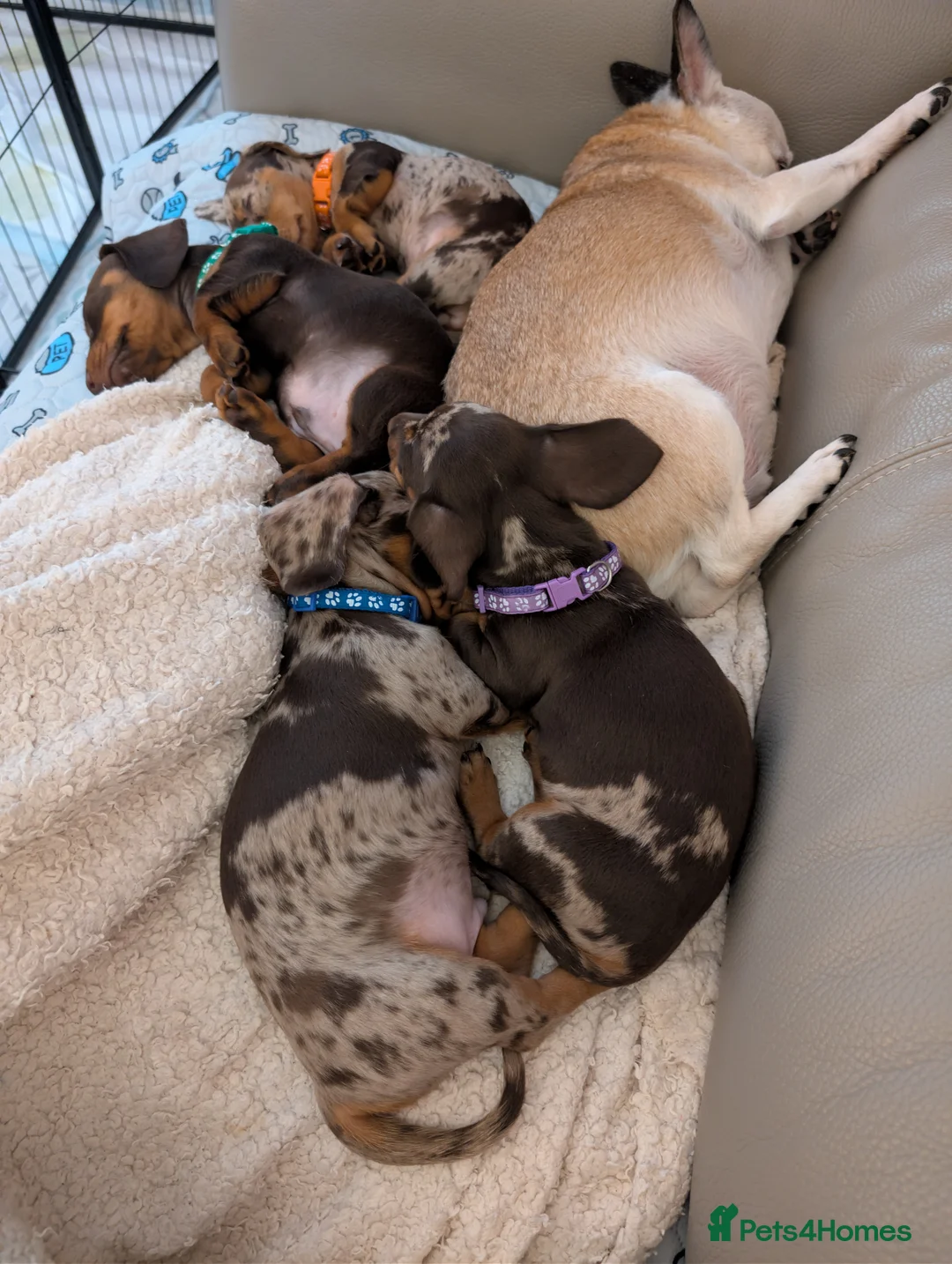 Miniature Dachshund dogs for sale: Miniature Dachshund Ready Now - Advert 5