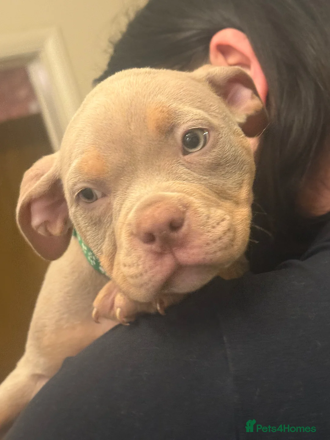 American Bully dogs for sale: American pocket bully’s  - Advert 2