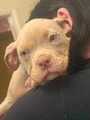 American Bully Puppy 7