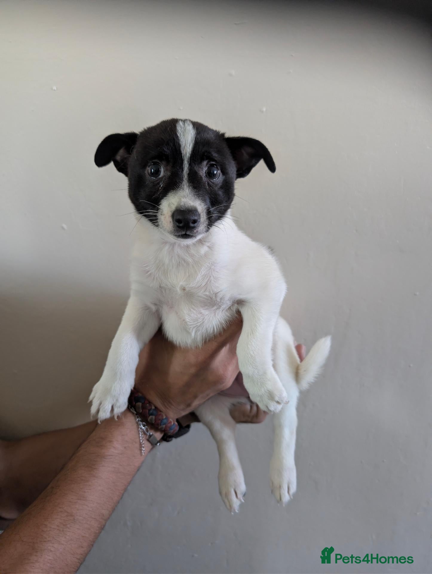 Mixed Breed dogs for sale: 8 wk old jack Russel X 1/4 German Spitz Klein pups - Advert 20