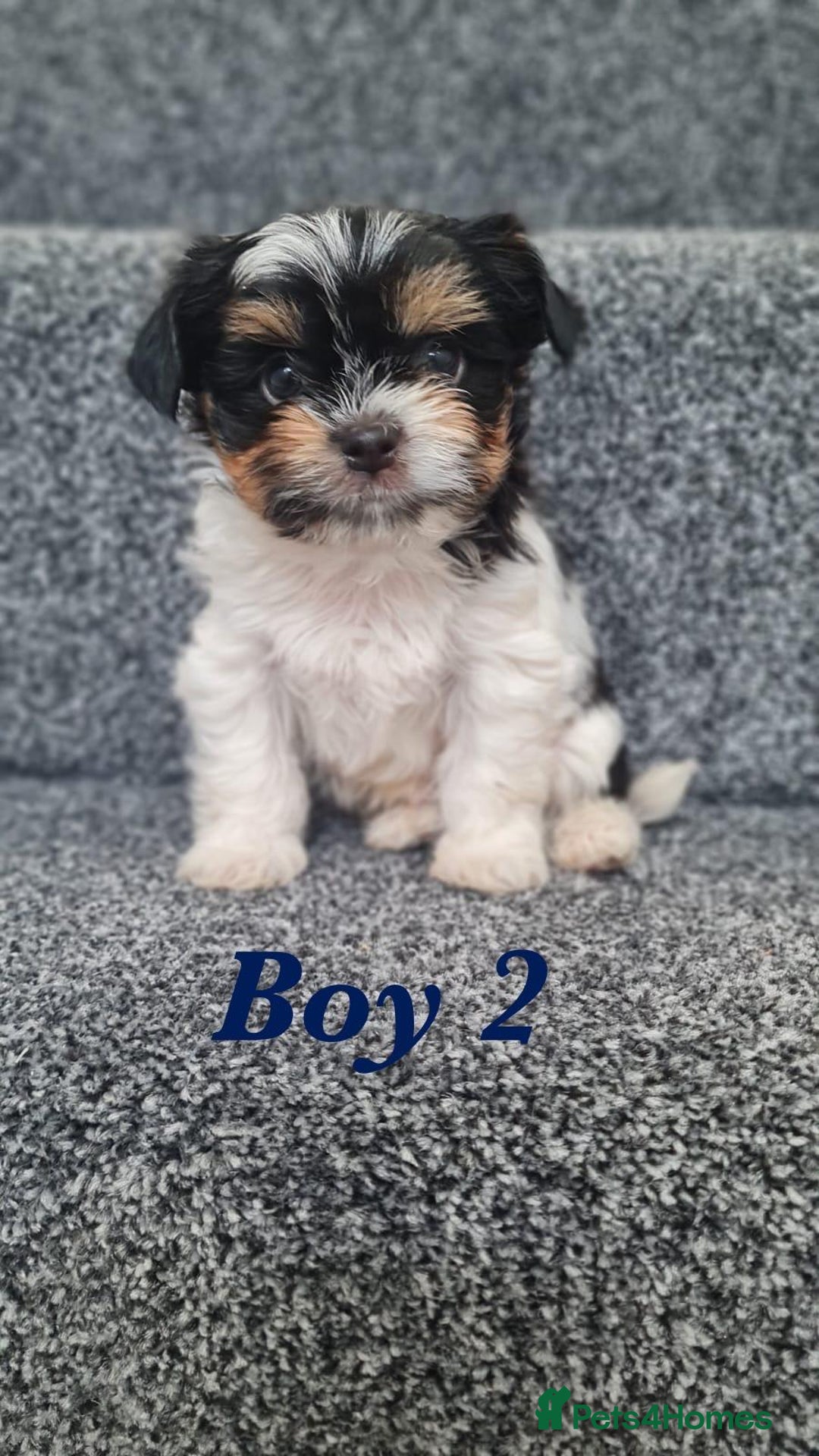 Shorkie dogs for sale: 4 beautiful shorkie pups fully vaccinated  - Image 10